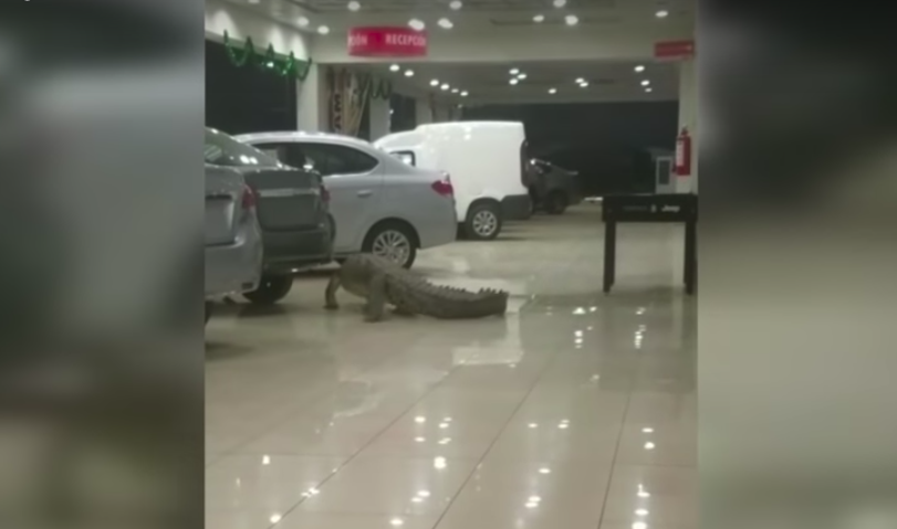 ¿Qué hace este cocodrilo dentro de una agencia Dodge?