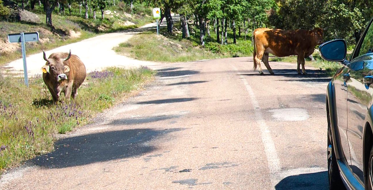 El próximo reto del auto autónomo de Google es aprender a esquivar vacas