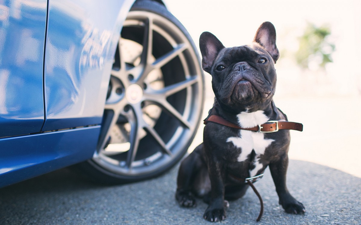 Me voy de viaje en mi auto, ¿cómo puedo llevar a mi mascota conmigo?