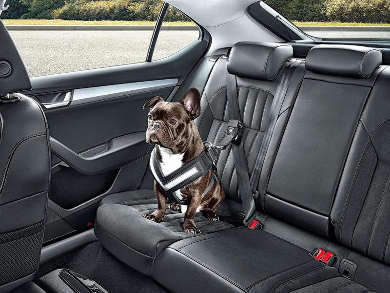 Skoda presenta un cinturón de seguridad para mascotas