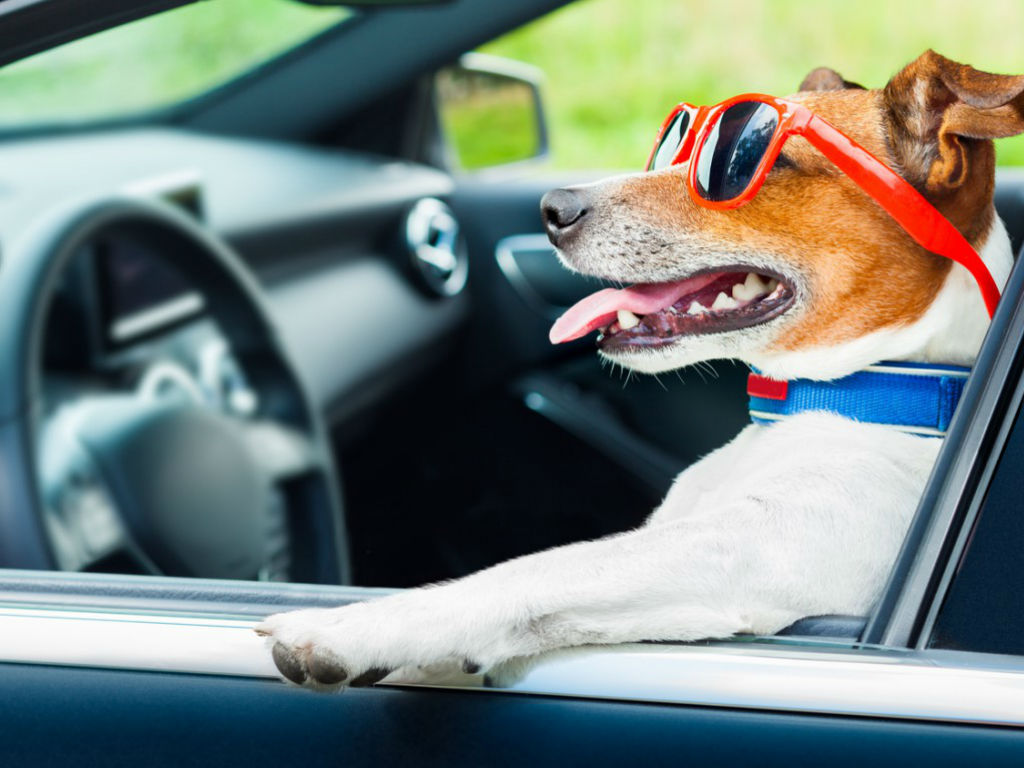 ¿Autos dog friendly? Estos son los 10 mejores