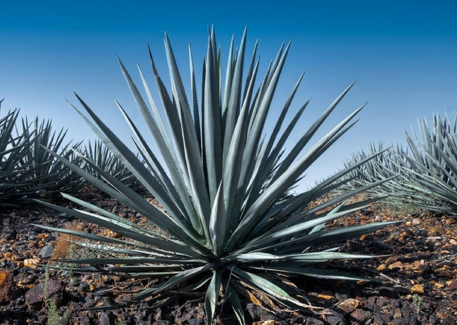 Plástico de tequila