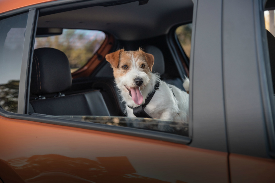 Renault es la primera automotriz pet friendly del país