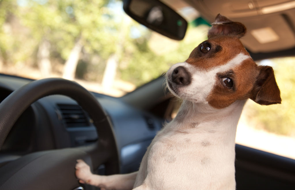 ¿Sales de vacaciones? lleva contigo a tu perro